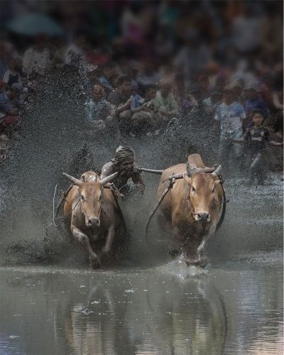 Pacu Jawi