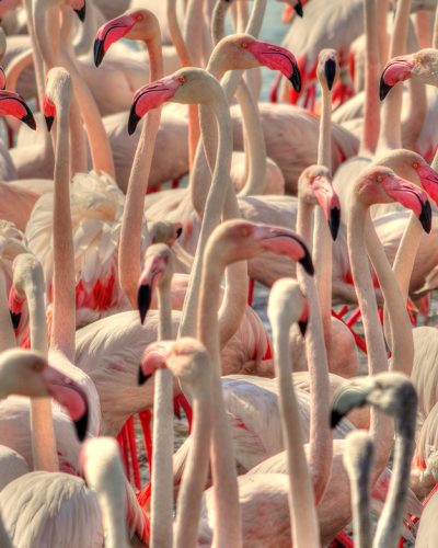 flamingo